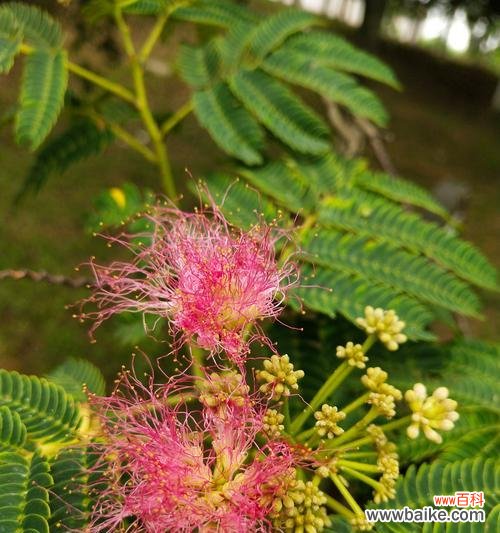 传递爱与友谊的美丽之花 合欢花的花语与寓意