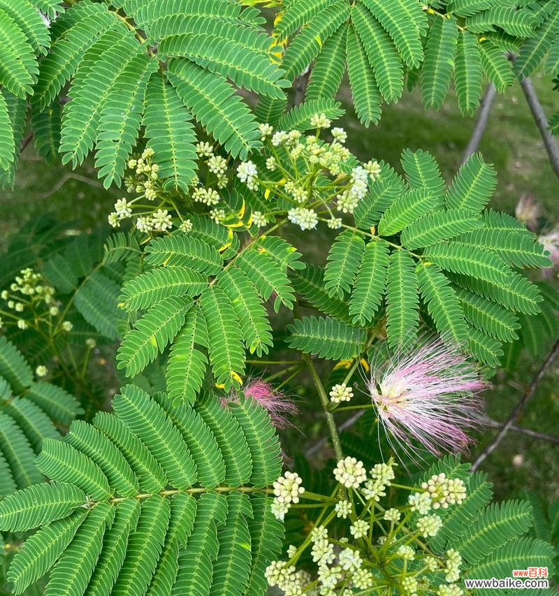 传递爱与友谊的美丽之花 合欢花的花语与寓意