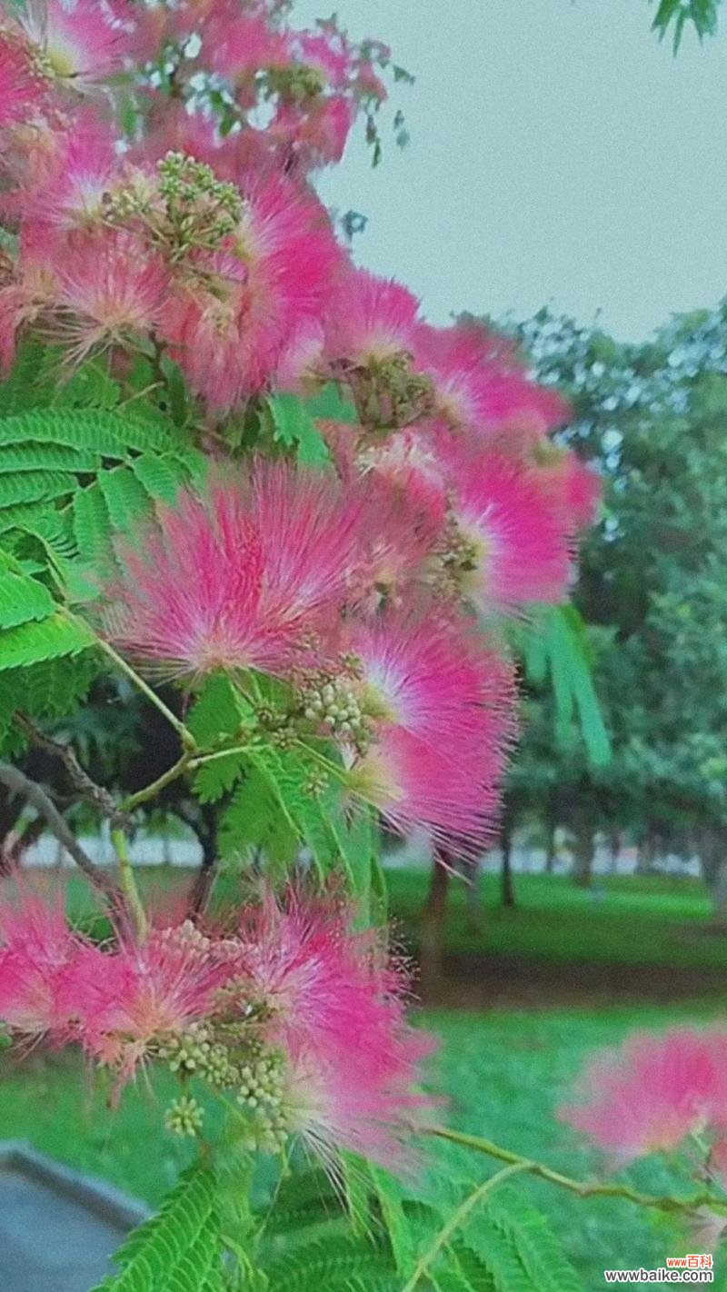 传递爱与友谊的美丽之花 合欢花的花语与寓意