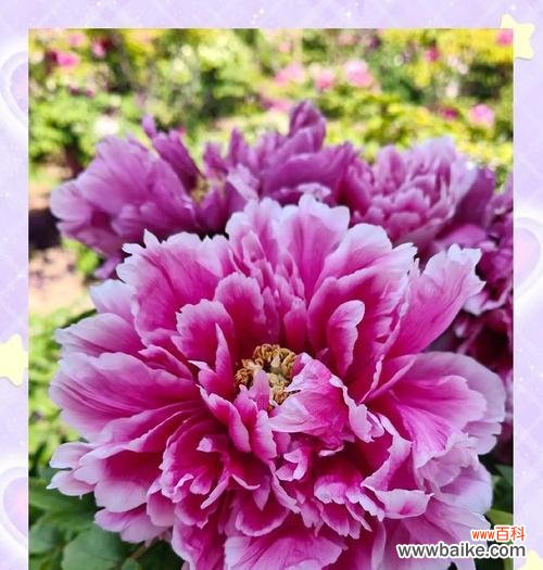 揭秘牡丹花的寓意与文化象征 牡丹花