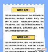探寻海棠花的神秘密码，解读其深刻花语 海棠花的花语与含义