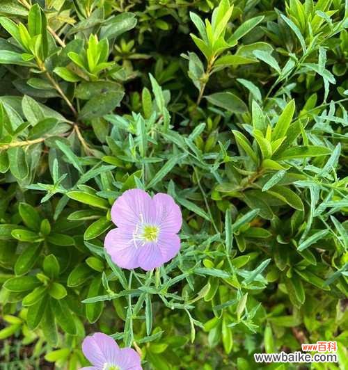 探寻月见草的神秘力量及其传承之谜 月见草的花语与传说