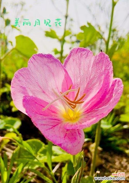 探寻月见草的神秘力量及其传承之谜 月见草的花语与传说