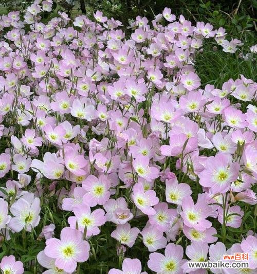 探寻月见草的神秘力量及其传承之谜 月见草的花语与传说