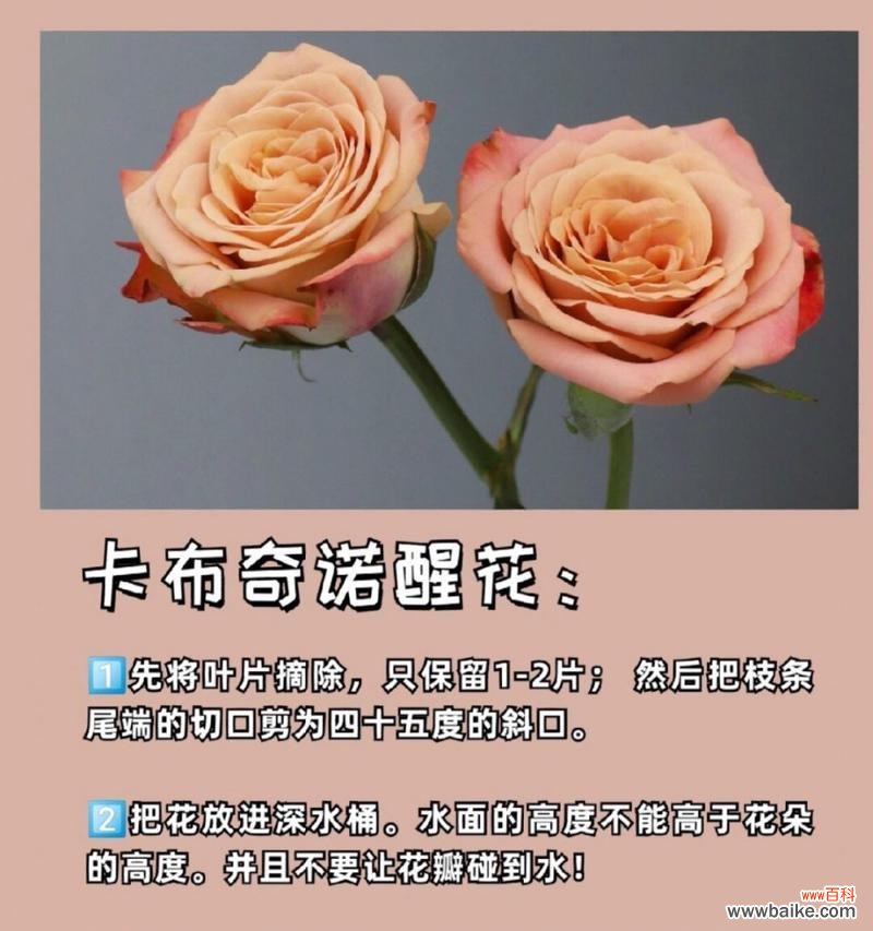 探寻玫瑰花不同颜色所代表的各种含义 玫瑰花色的花语意义大揭秘