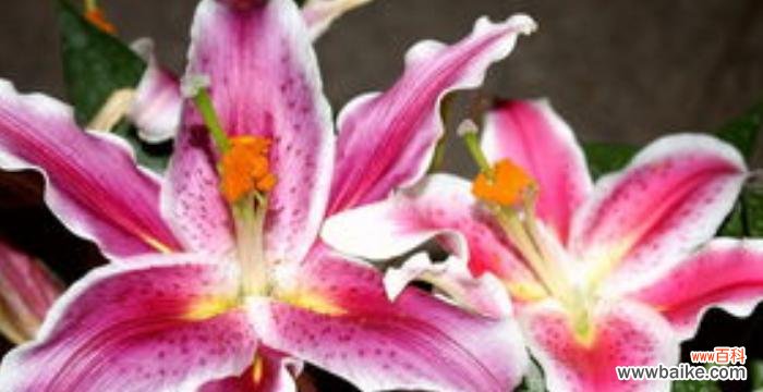 揭秘百合花所代表的纯洁、祝福与希望 百合花的花语与含义