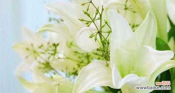 传递爱与纯洁之花,百合花的美丽与象征 百合花的寓意与花语