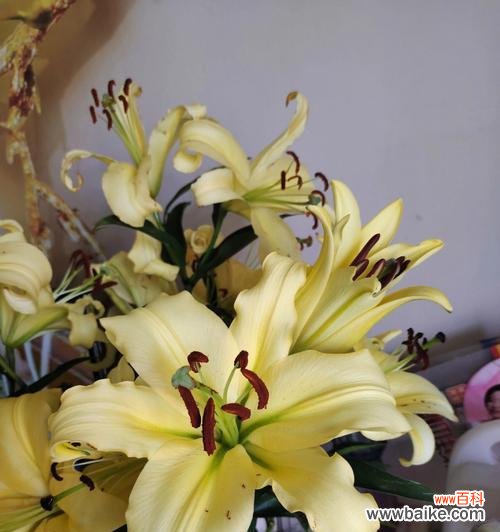 用百合与玫瑰诠释纯洁与爱情，传递美好寓意 百合与玫瑰的相遇