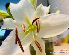 传递希望和纯洁的百合花，散发着一种特殊的力量 百合花开的寓意——生命的绽放