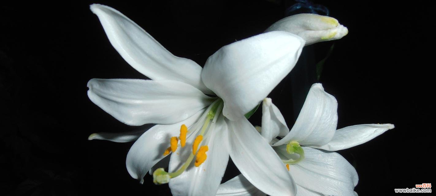 探寻百合花在文化与社会中的象征意义 百合花