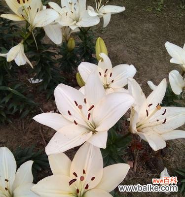 探寻百合花在文化与社会中的象征意义 百合花