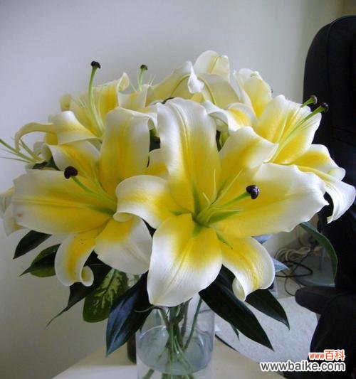 纯洁与希望的化身——百合花的寓意与传承 百合花的象征意义