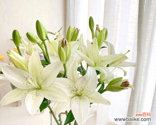 纯洁与希望的化身——百合花的寓意与传承 百合花的象征意义