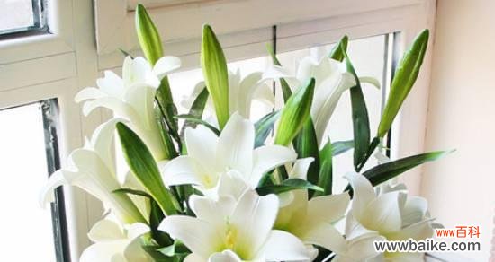 纯洁与希望的化身——百合花的寓意与传承 百合花的象征意义