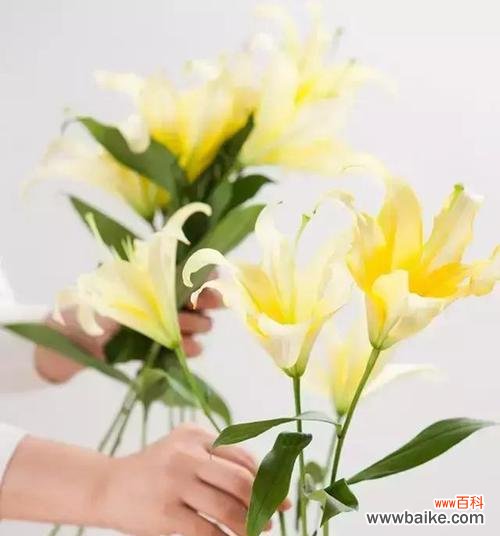 纯洁与守护的象征——解读百合花的文化意义 百合花的象征意义与内涵