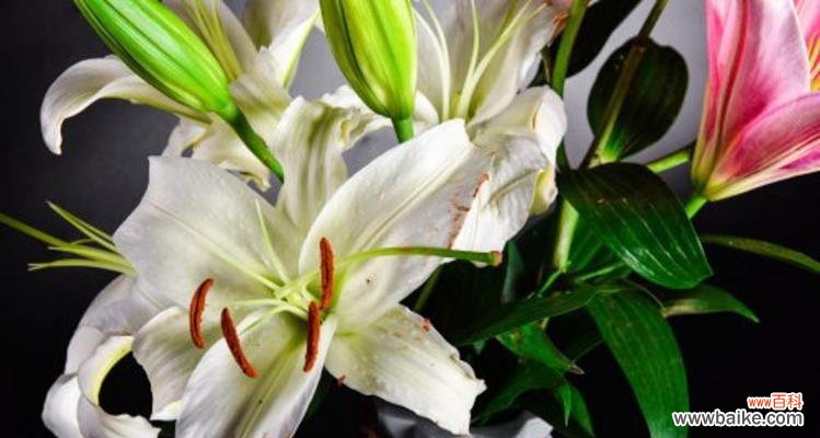 纯洁与守护的象征——解读百合花的文化意义 百合花的象征意义与内涵