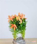 纯洁与守护的象征——解读百合花的文化意义 百合花的象征意义与内涵