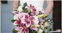 解读百合花的几朵寓意 百合花的寓意与象征