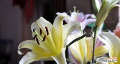 探索三头百合花的意义与象征，传递爱的力量 三头百合花语