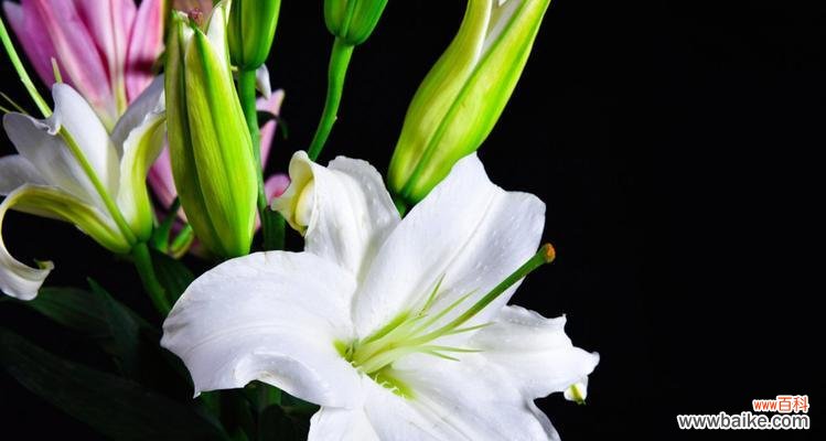 花开花谢，寓意深远 百合花的含义与象征