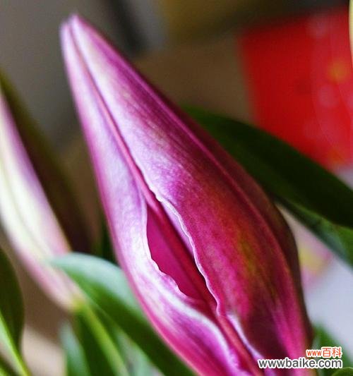 探索百合花代表的情感和文化价值 百合花的意义与象征