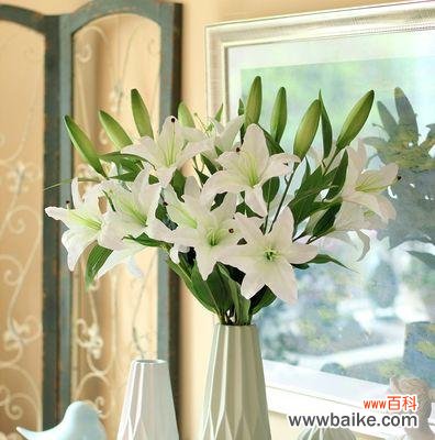 探索木本百合花朵的文化内涵与象征意义 木本百合的寓意与象征意义