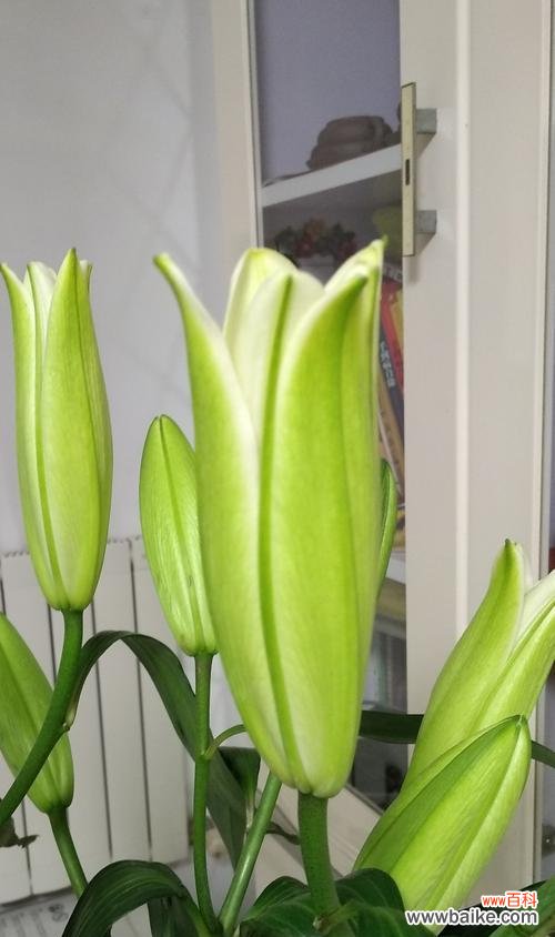 探索木本百合花朵的文化内涵与象征意义 木本百合的寓意与象征意义