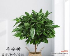 探索平安树背后的文化内涵 平安树的象征意义与寓意