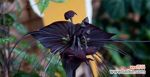 探索人类欲望和罪恶的花朵世界 七宗罪之花