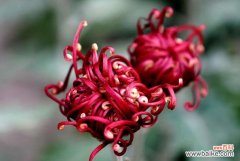 以梅花为象征的清高孤傲个性和情感内涵 清高孤傲的花——梅花