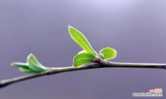 15种以清廉为代表的植物及其意义 植物中的清廉代表