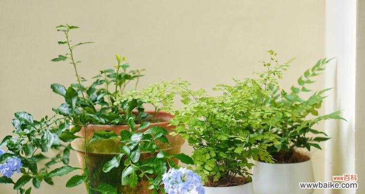 探索秋天中的五彩缤纷 秋天的植物世界