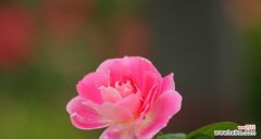 迸发热情的花朵 热情奔放的花之美——以代表热烈的花为主题