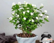 如何通过花卉养护提升身体健康 花与身体健康的奇妙关系