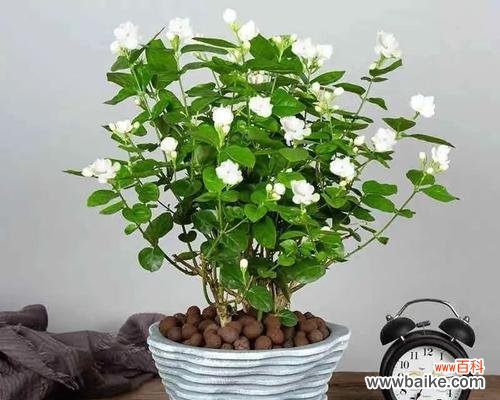 如何通过花卉养护提升身体健康 花与身体健康的奇妙关系