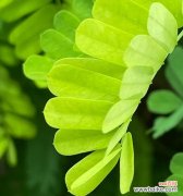 传递心灵的芬芳 思念的植物之美