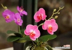 春节花代表什么意思？春节花的寓意有哪些？