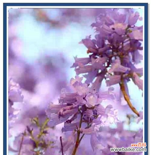 蓝花楹通常代表怎样的爱情寓意?