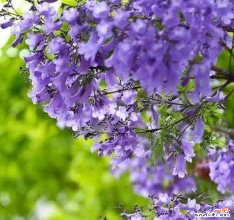 蓝花楹通常代表怎样的爱情寓意?