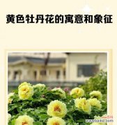 金色的花象征什么？它的意义是什么？
