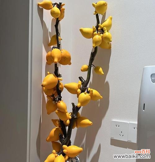 不同颜色的假花寓意是否相同?它们的含义是什么?