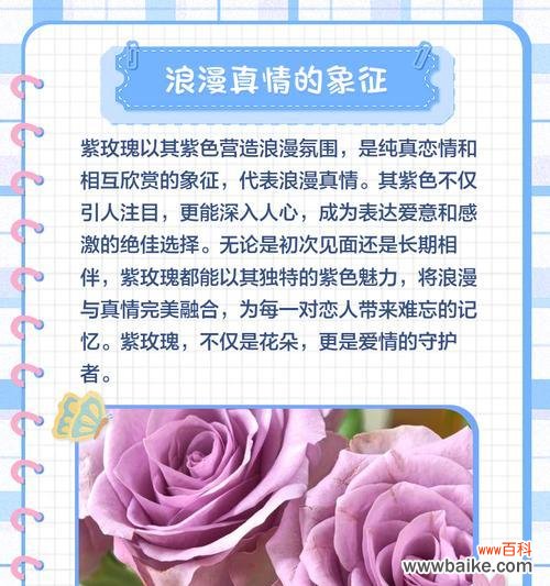 蓝紫色玫瑰花代表什么?蓝紫色玫瑰的深层含义是什么?