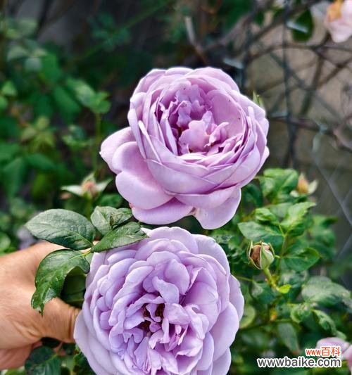 蓝紫色玫瑰花代表什么?蓝紫色玫瑰的深层含义是什么?