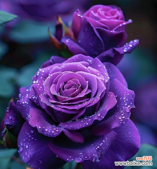 蓝紫色玫瑰花代表什么?蓝紫色玫瑰的深层含义是什么?