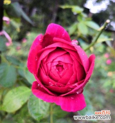 地瓜花象征着什么?它在爱情中的寓意是什么?