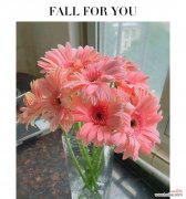 粉色手捧花传递什么信息？粉色手捧花的花语是什么？