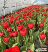 日本红色花寓意死亡的花是什么？日本文化中红色花卉的象征意义？