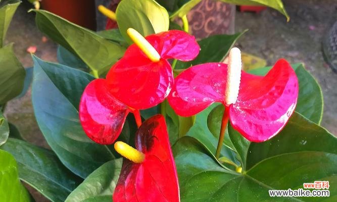 花的寓意祈福是什么？