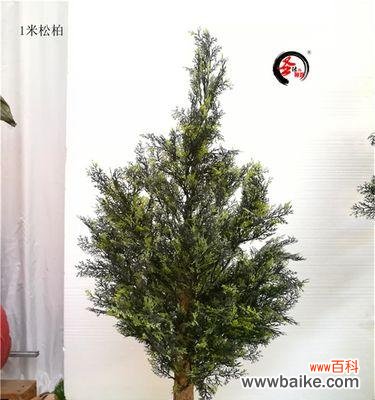 永恒、坚韧与希望——柏树的生命力 柏树的象征意义与寓意