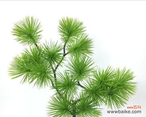 永恒、坚韧与希望——柏树的生命力 柏树的象征意义与寓意